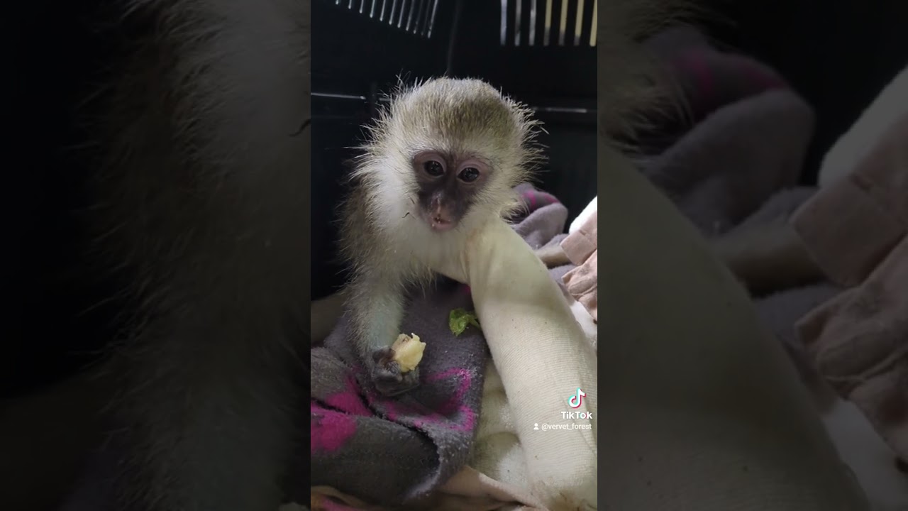 Jazzbo, the latest arrival, baby monkey hit by car