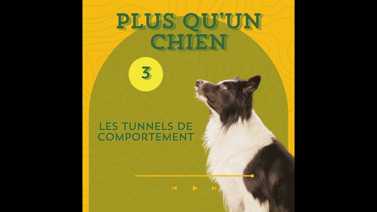 Les tunnels de comportement - Comment stopper les comportements problématiques ?