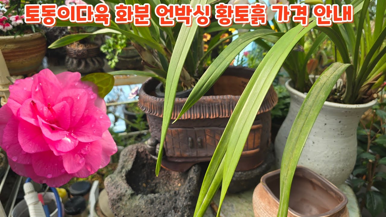 #토동이다육 #화분 언박싱 #황토분갈이흙 가격 안내