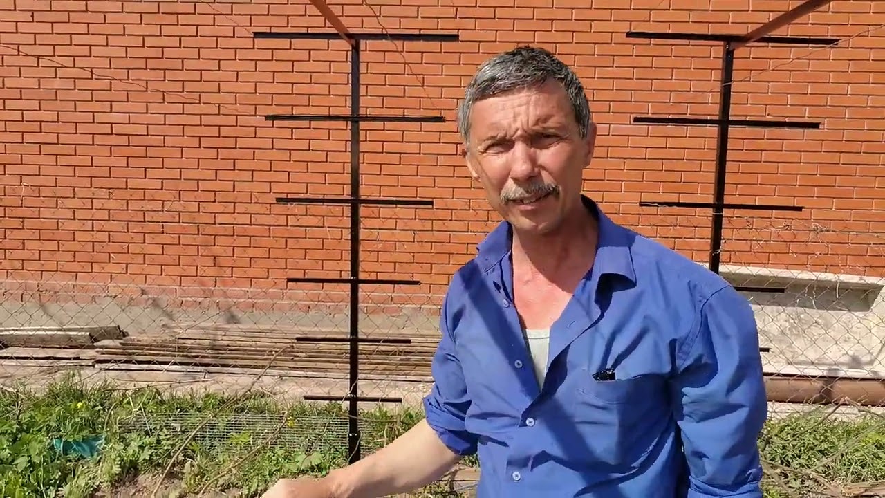 Шпалера для винограда и размещение лозы после зимовки
