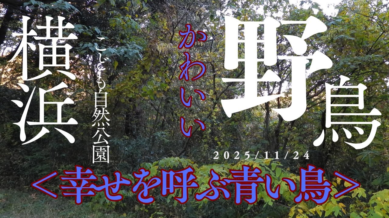 【幸せを呼ぶ青い鳥】ルリビタキの美しい声と秋の野鳥たち 🐦 横浜こども自然公園のバードウォッチング