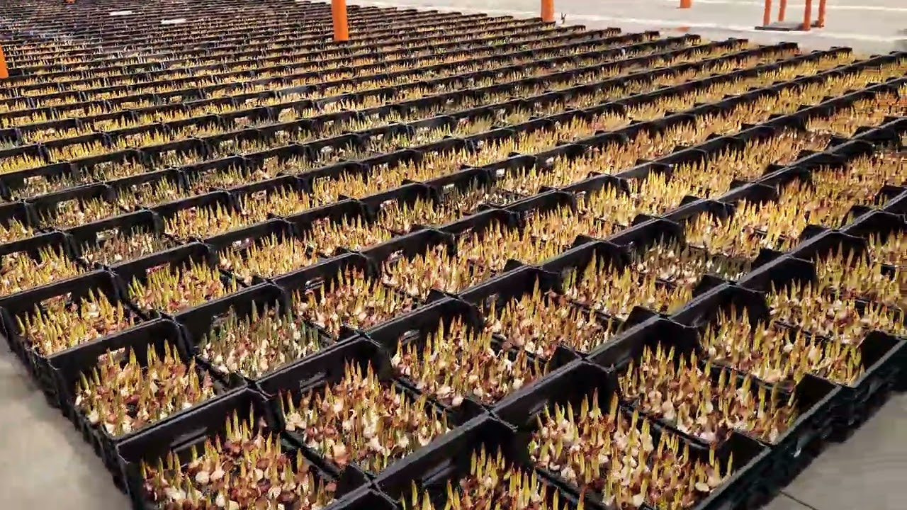 Hydroponic Tulips grown in greenhouse in the USA