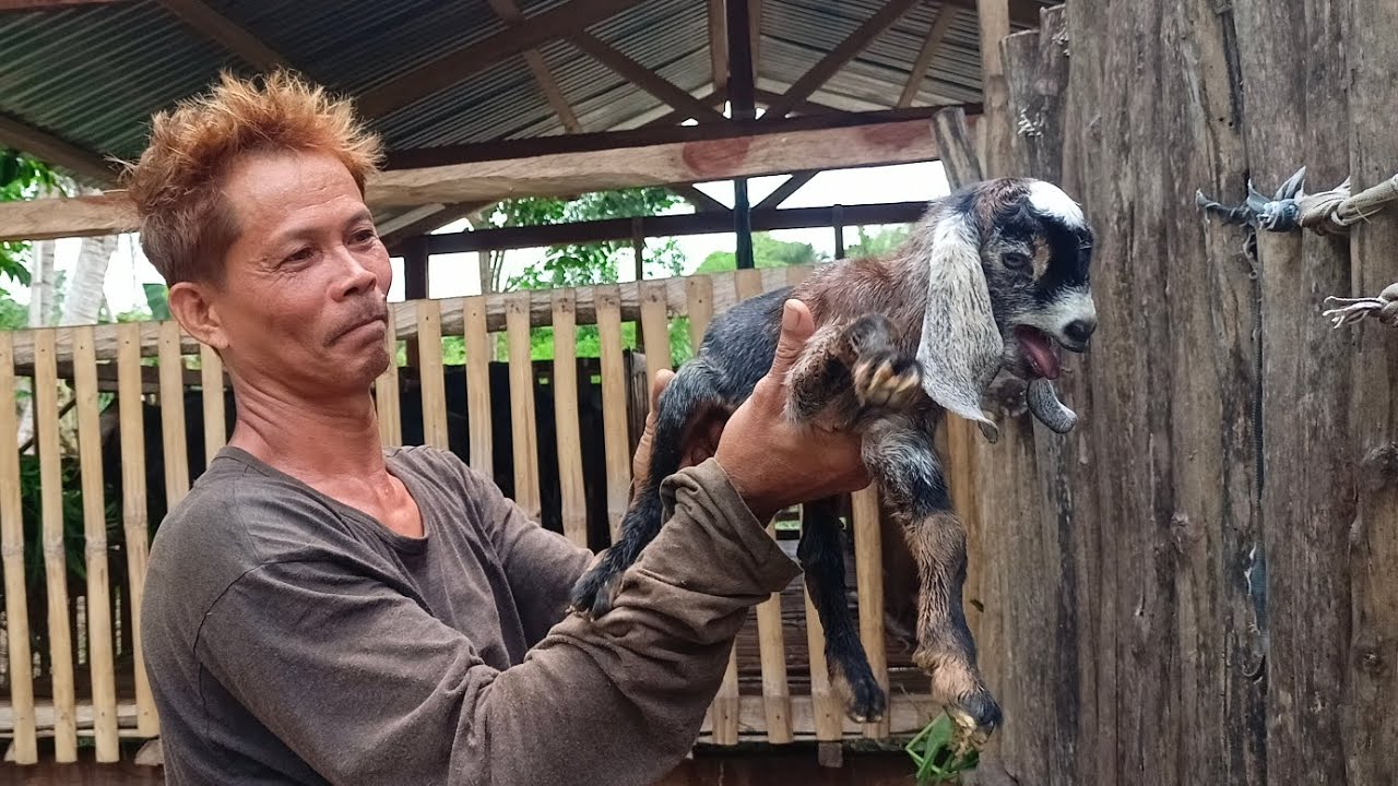 Goat Farming | Doelings from Bai Raul Goat Farm | Update sa aming farm