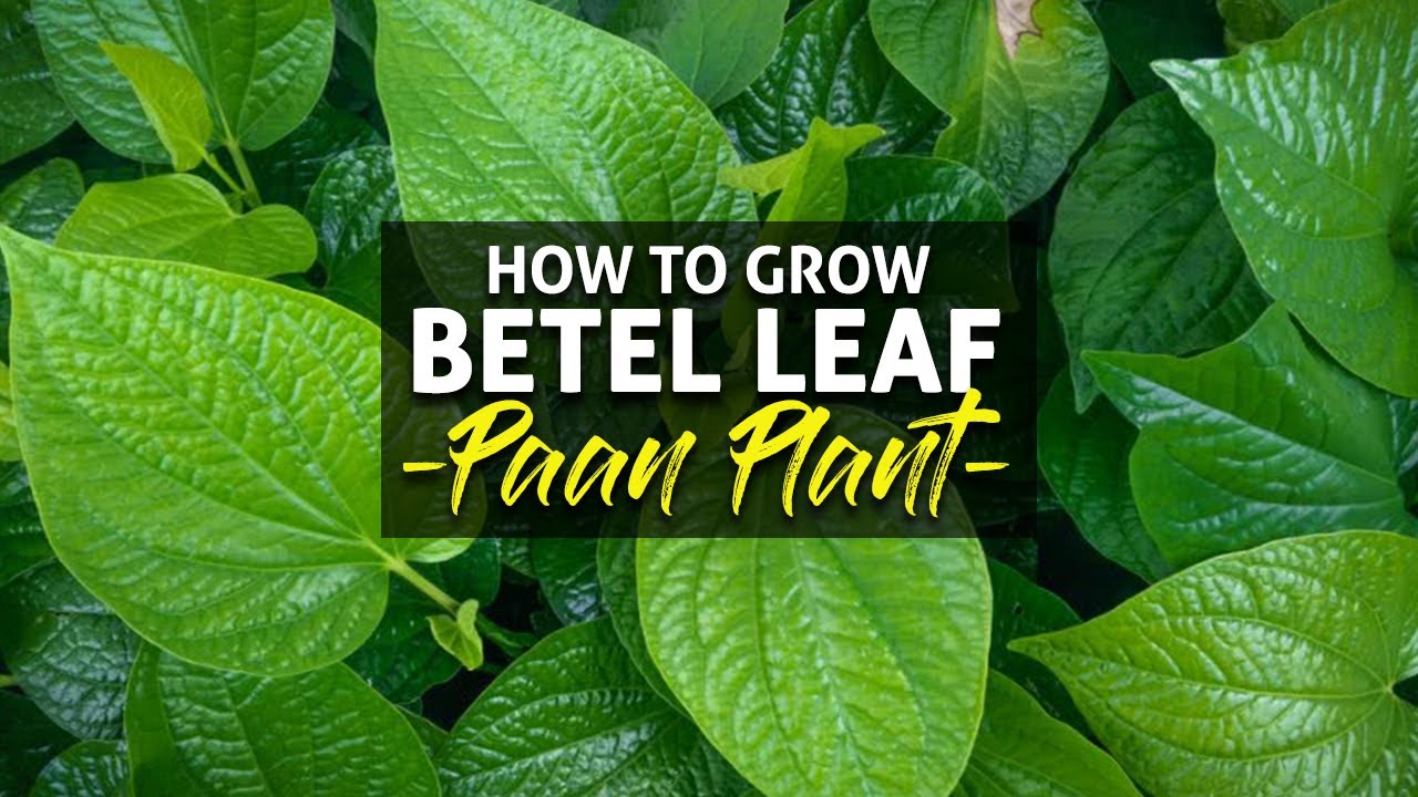 How to Grow Betel Leaf Paan Plant - Tips to grow paan plant at home - Growing pan through cuttings