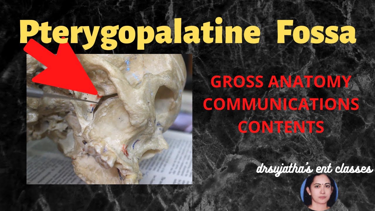 150.Pterygopalatine fossa  Anatomy   #Neuroanatomy #anatomylectures #clinicalexamination