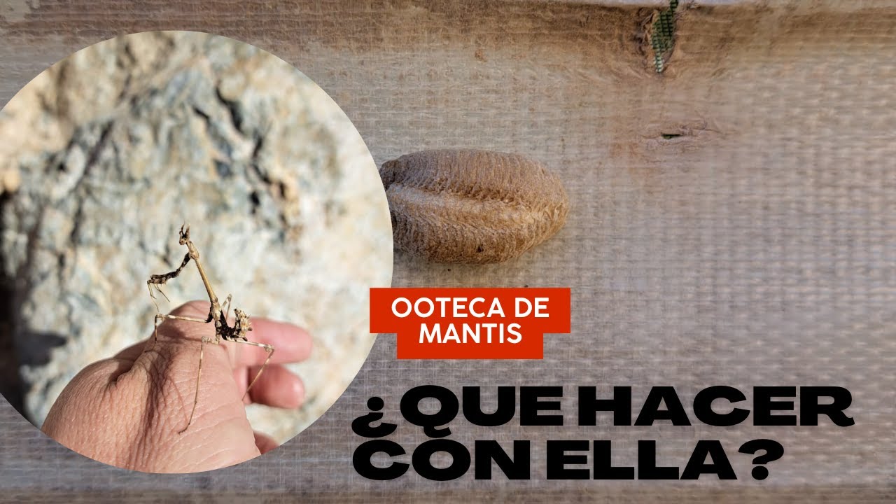 ¿Qué debo hacer si me encuentro con una Ooteca de MANTIS?