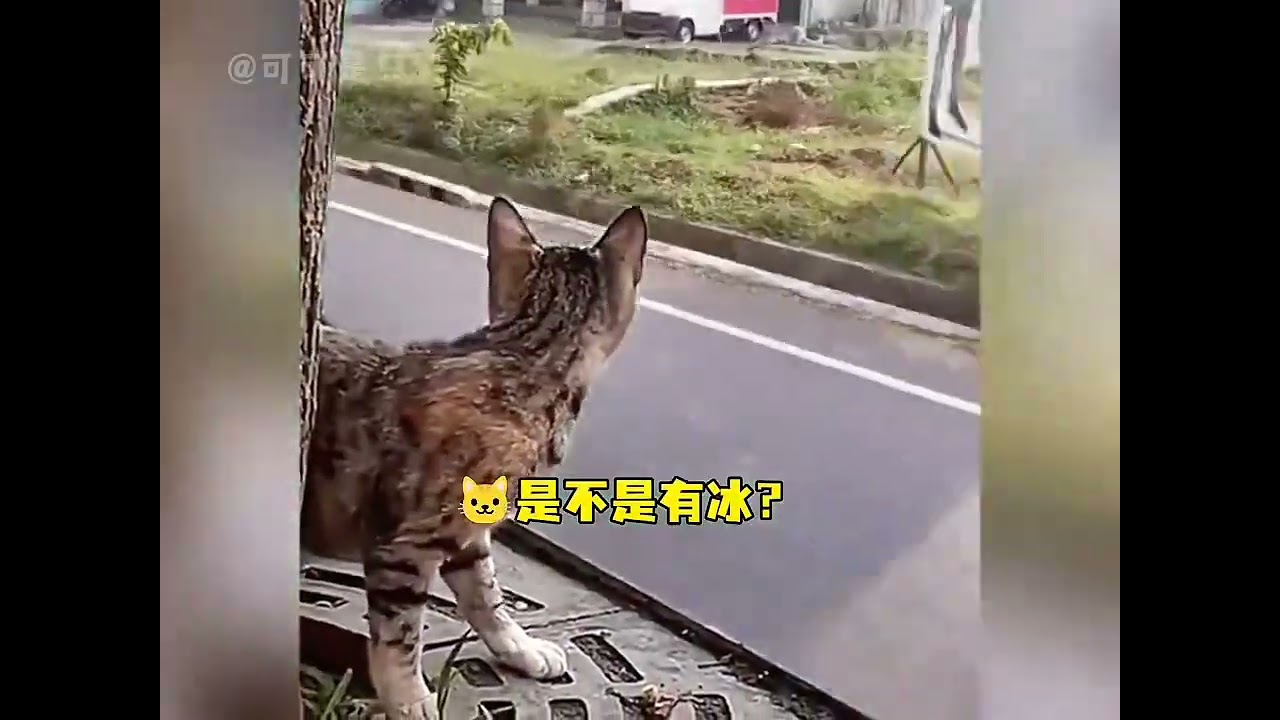 A timid little cat#The magical creatures are trembling#Cute Pet Debut Plan.#cat