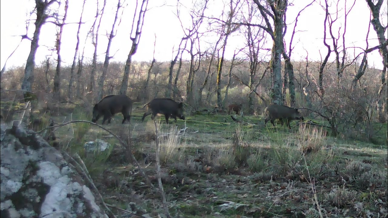 Sus scrofa (piara, sounder) - Fauna Ibérica. Sistema Central. (febrero26).