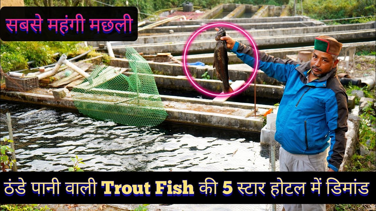 ठंडे पानी वाली Trout Fish | डिमांड 5 स्टार होटल में | Himachal Pradesh Costliest Fish | Hello Kisaan