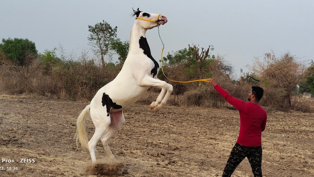 Rupal stud farm for sell अनमोल अति सुंदर काली अब लक बच्चीMo9724588670mo8849146447mo9429015173