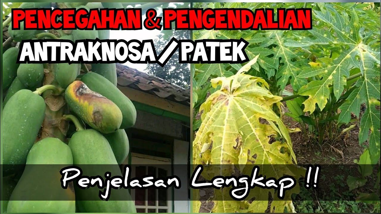 Cara mengatasi Busuk buah pepaya Karena jamur Antraknosa - Obat Jamur pada pepaya