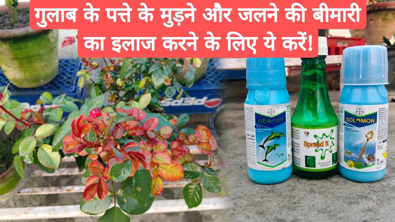 माइट्स एंड थ्रिप्स को कैसे कंट्रोल करें | How To Remove Thrips Mites From Rose Plants