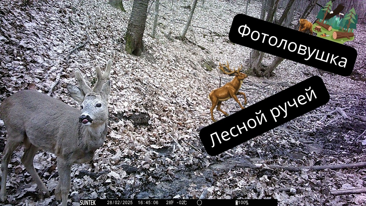 Лесной ручей!!! Кого сняла фотоловушка???
