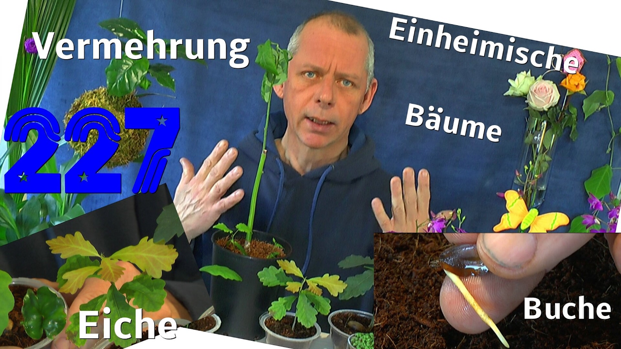 Eiche Buche...einheimische Bäume selber heran ziehen.
