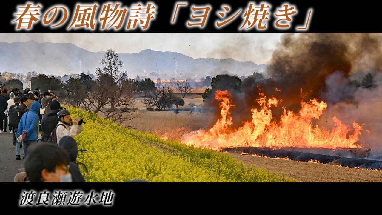 春の風物詩「ヨシ焼き」🔥渡良瀬遊水地。イノシシに出会う
