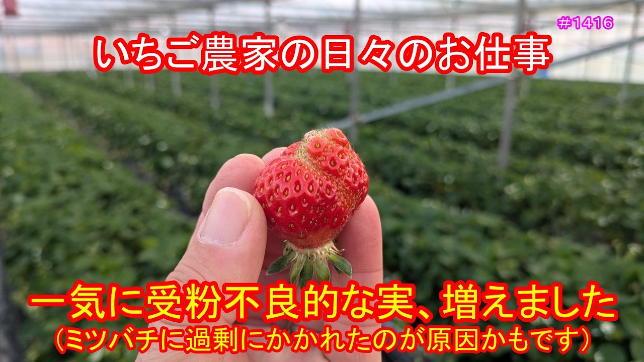 一気に受粉不良的な実、増えました（ミツバチに過剰にかかれたのが原因かもです）　いちご農家の日々のお仕事　＃１４１６