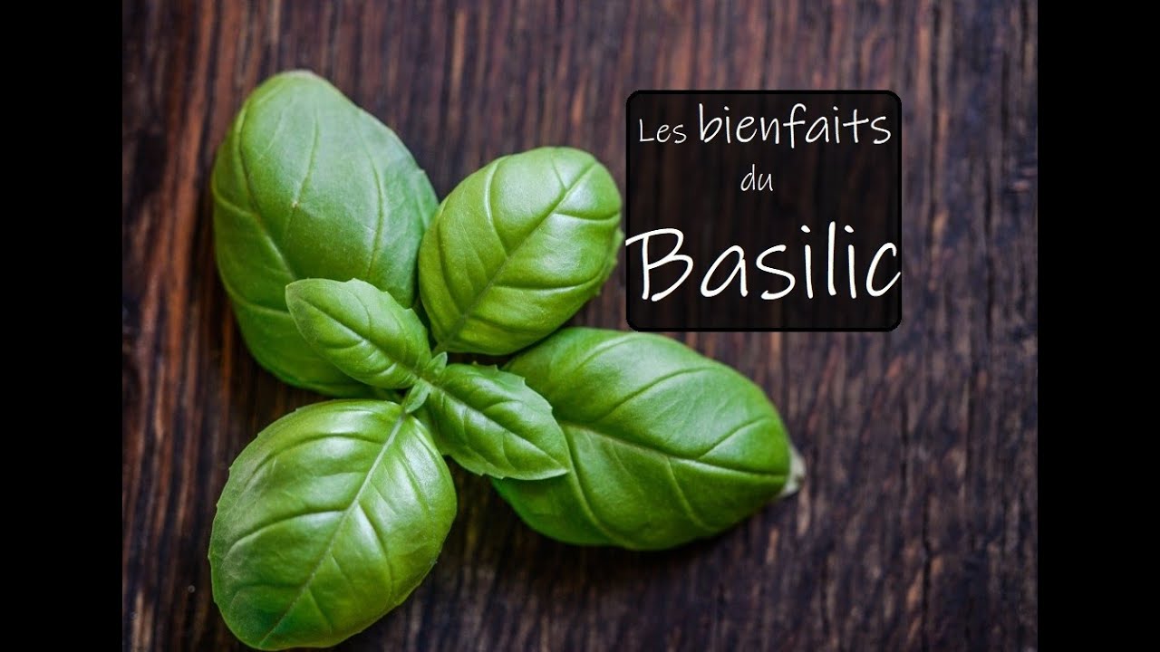 Les bienfaits du Basilic