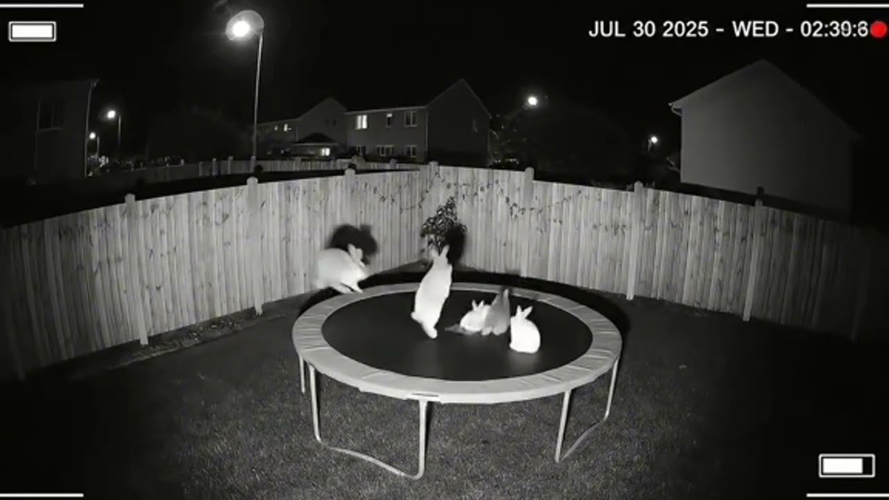 Animals On Trampolines Compilation
