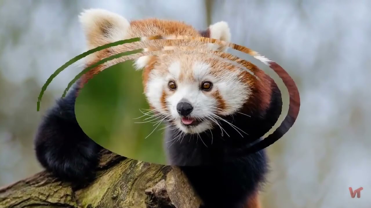 Малая панда (лат. Ailurus fulgens)
