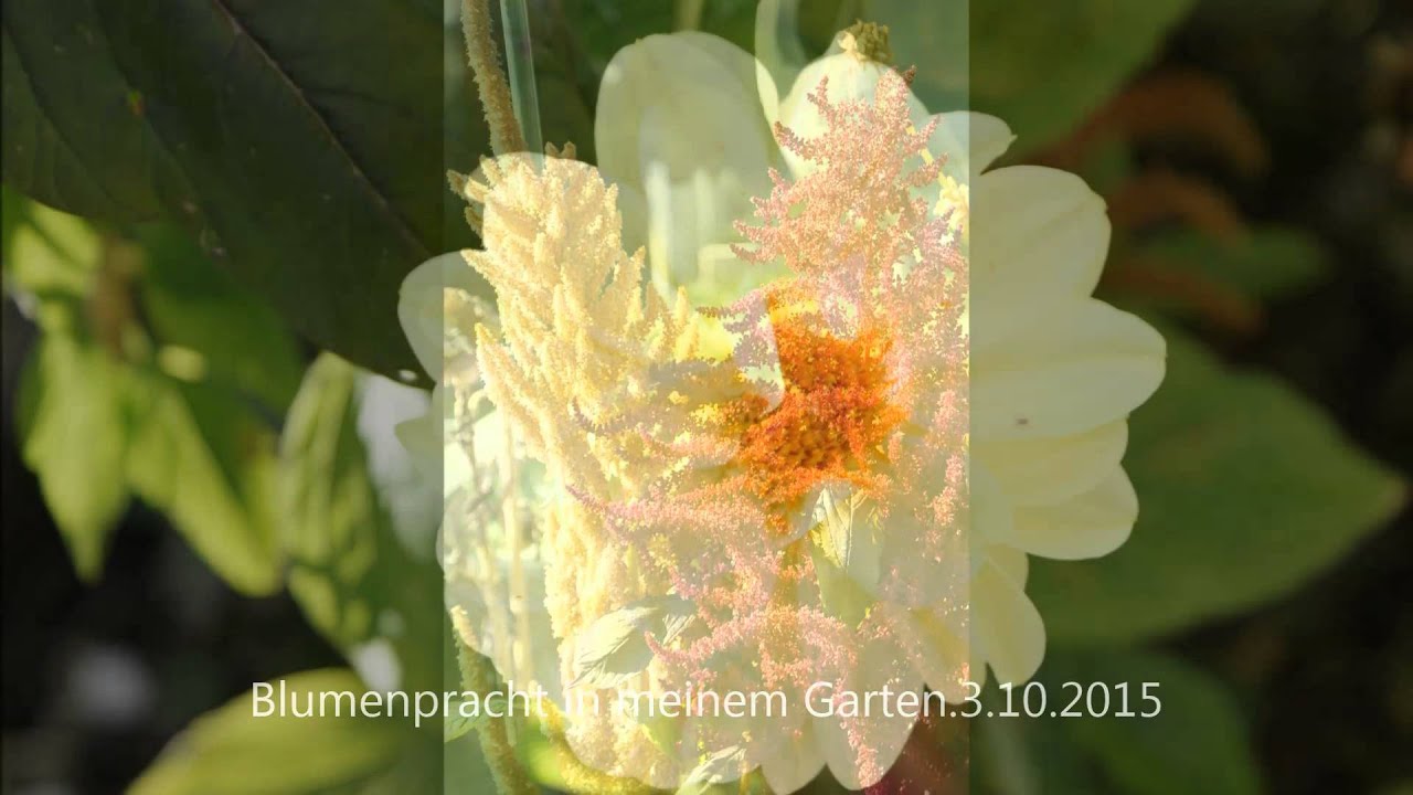 Blumenimpressionen