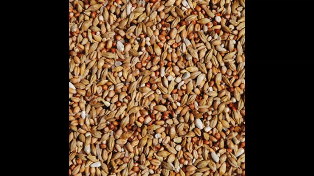 barley The Science Behind this wonder food