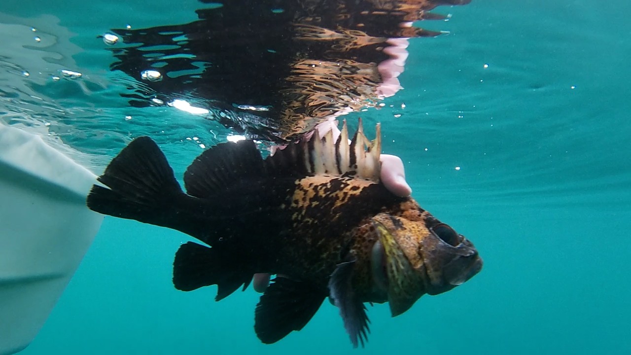 Surprise Rockfish off the Washington Coast
