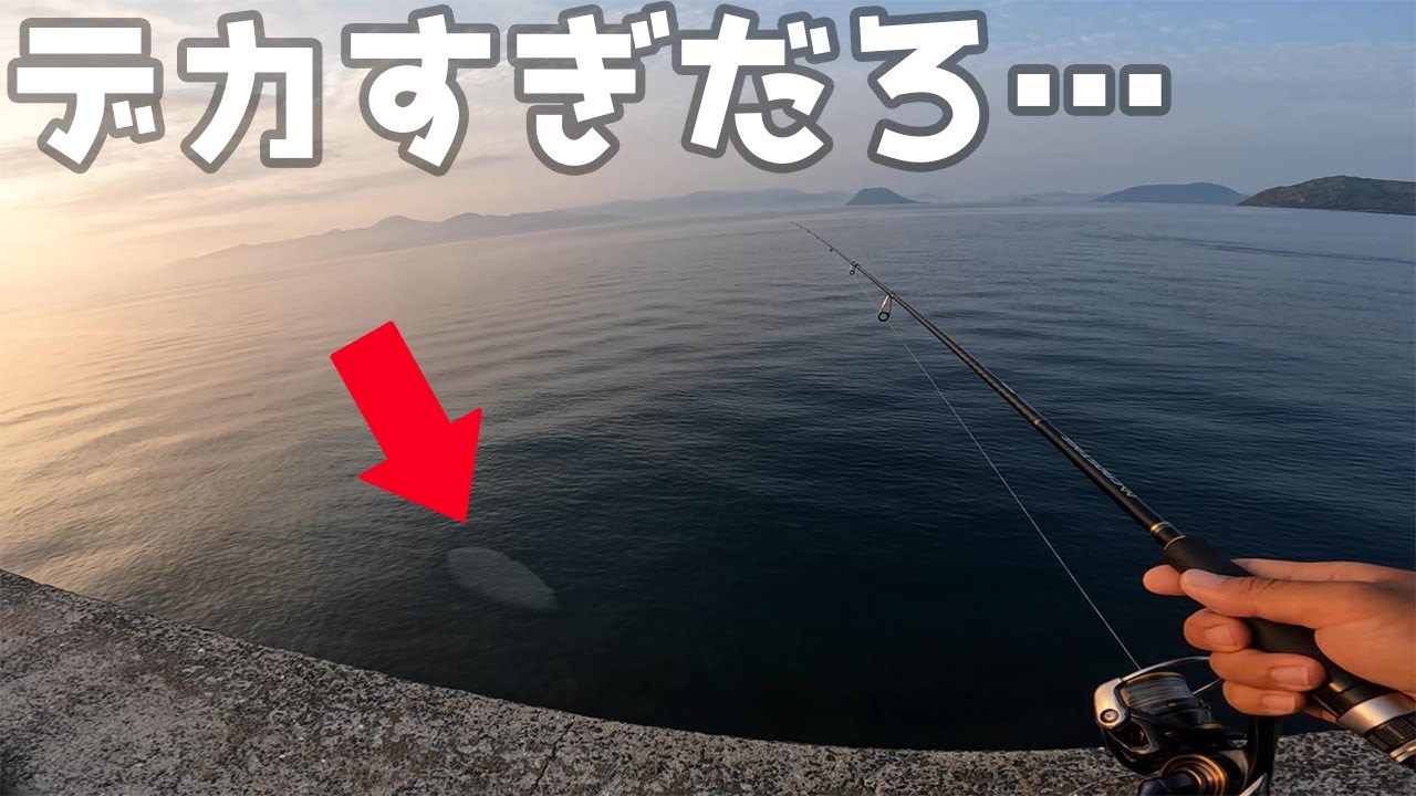 【激熱離島】めっちゃデカいのがウロウロしています！！！！