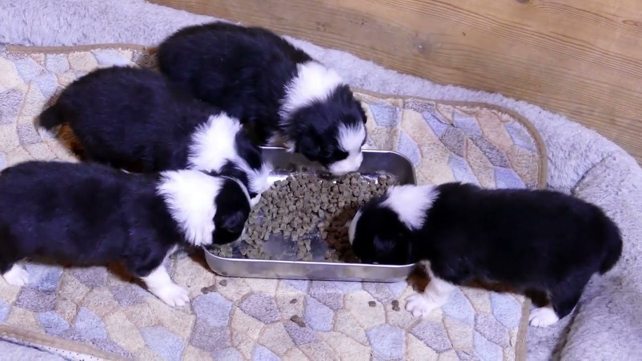 Cachorros Nika & Bob 3 semanas de edad