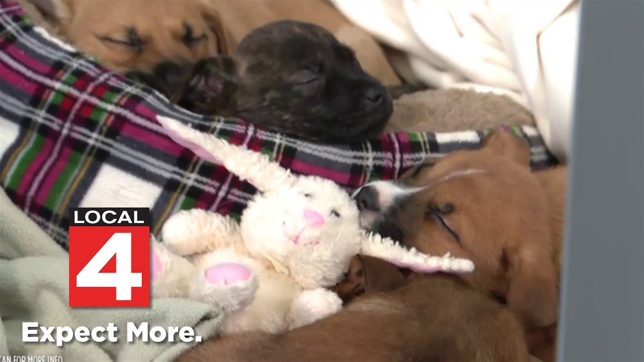 Go 4 It: Help us gather supplies for animals at Metro Detroit shelters