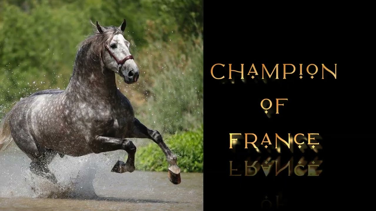 Armas Inervo SICAB Champion - Campeon Mundial