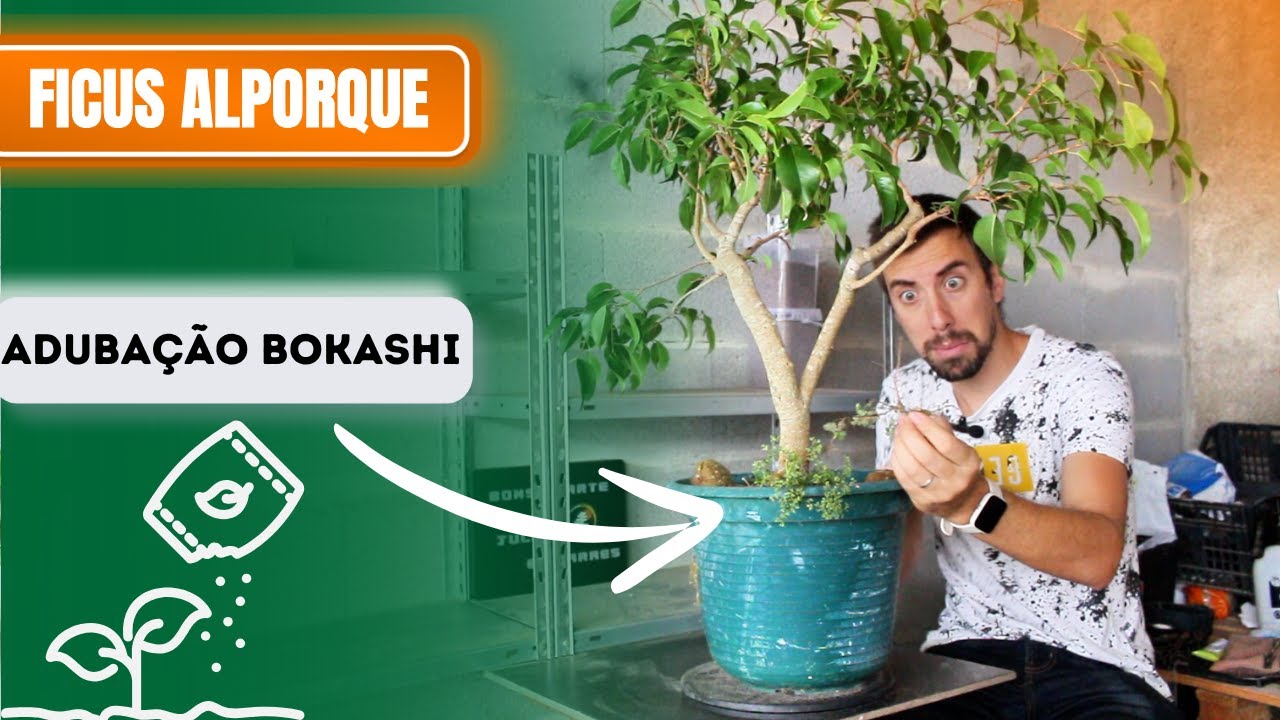 Como Fazer Alporque em Ficus e Adubar com Bokashi : Dicas para um Bonsai Saudável!