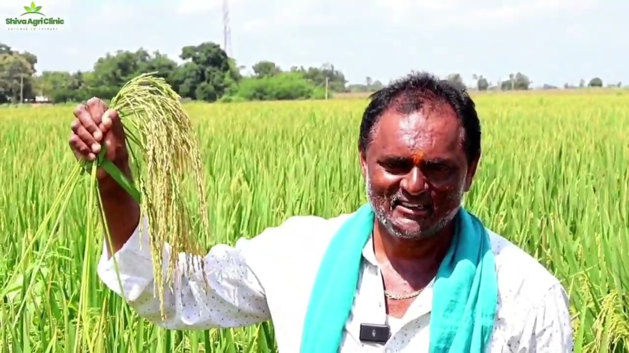 విట్టల్-888(దొడ్డు గింజ వరి రకం)