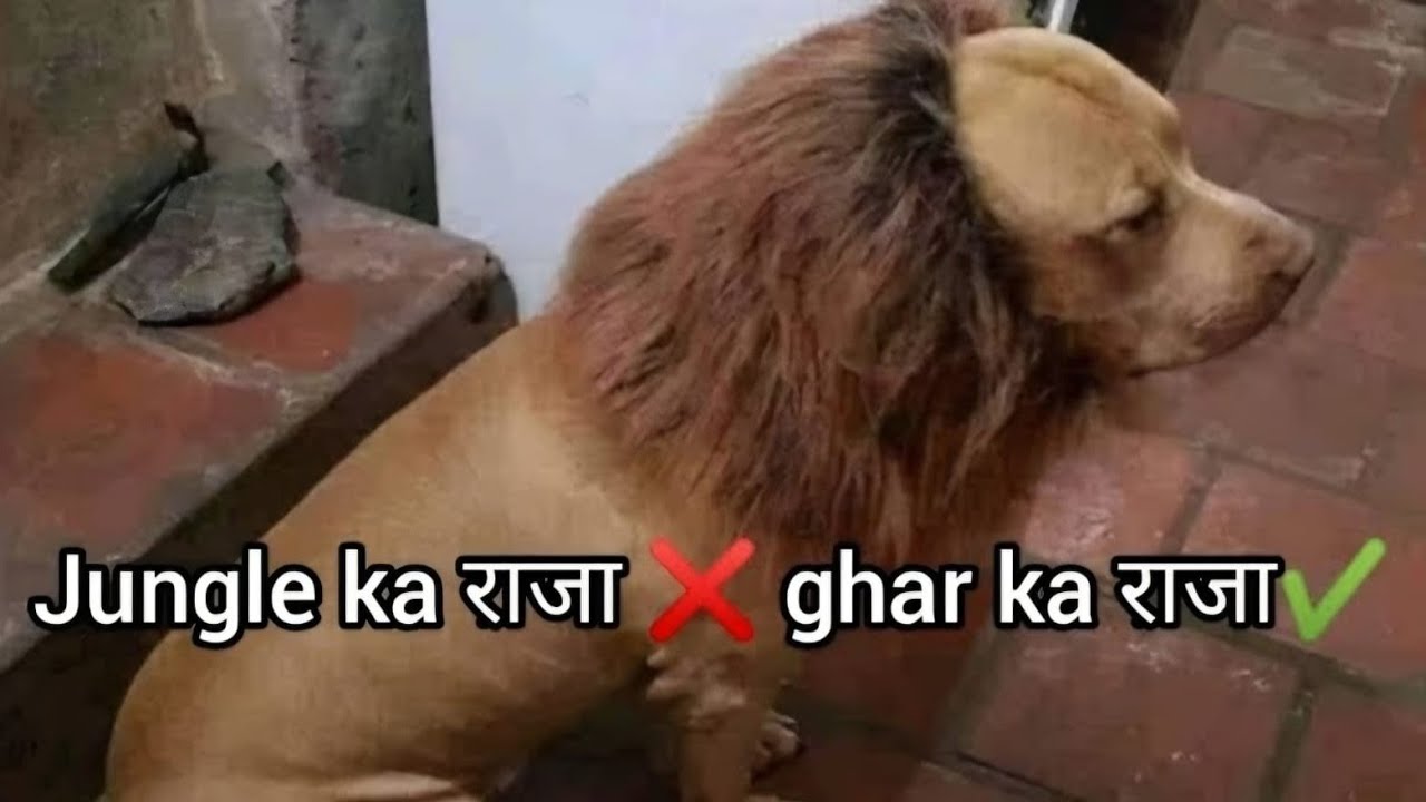 Epic indian meme compilation pt 25