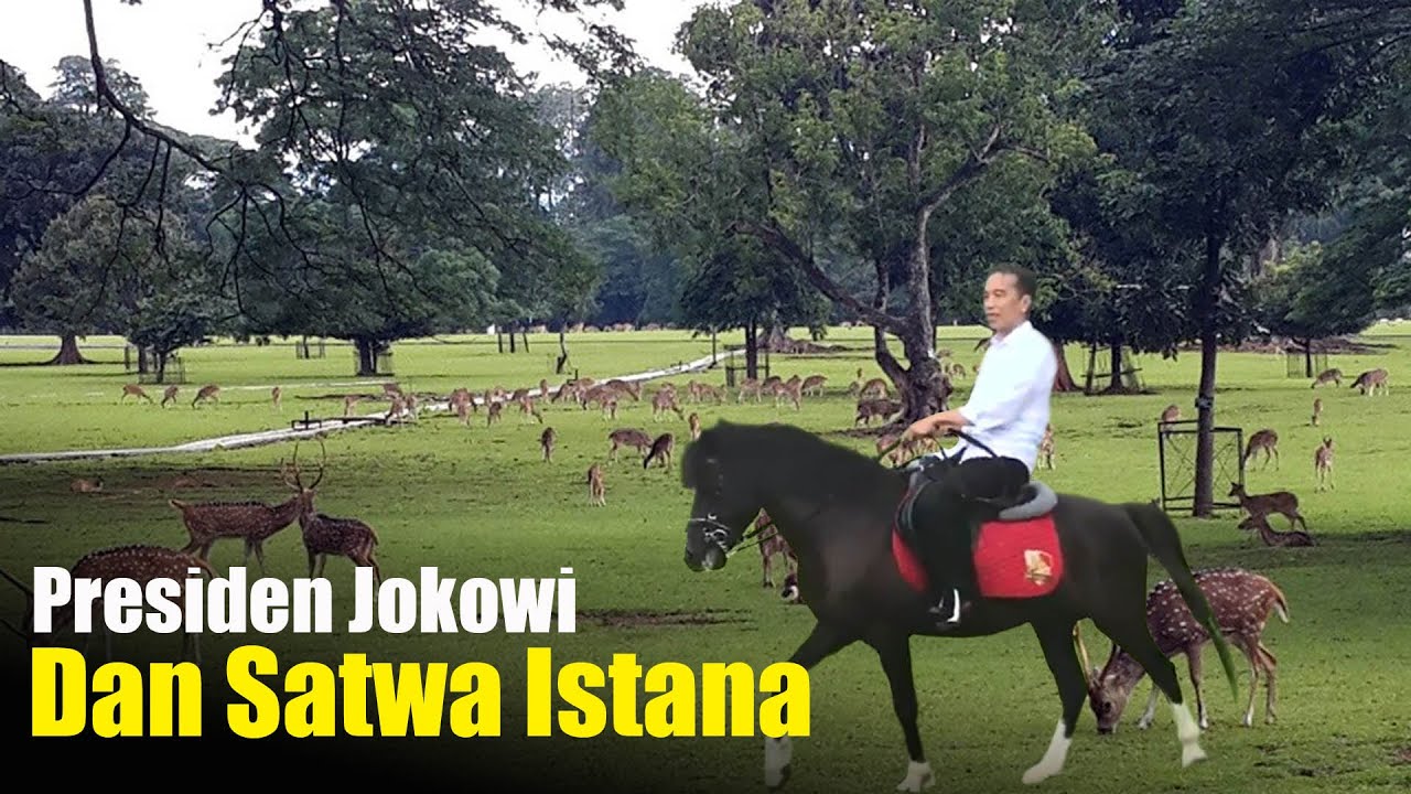 Presiden Jokowi Dan Satwa Istana