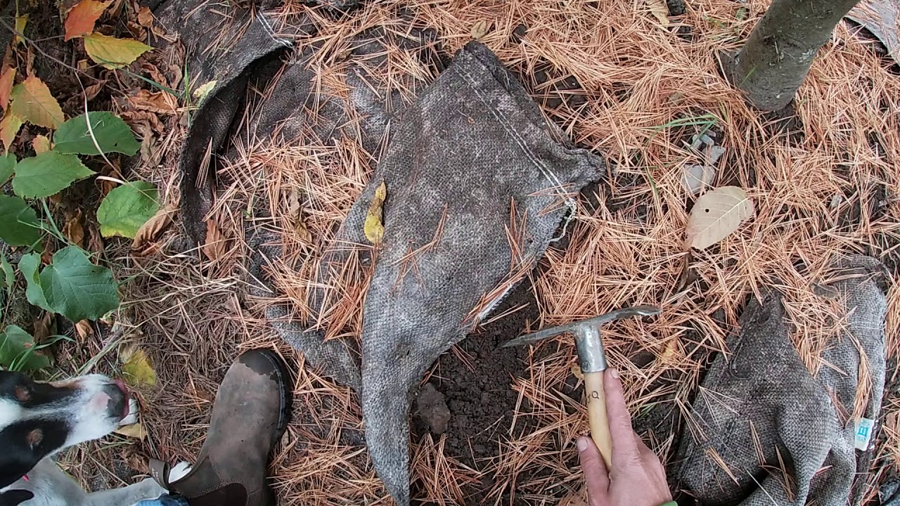 Truffle hunting 2019 Tuber canaliculatum - Appalachian truffle - Truffe des Appalaches