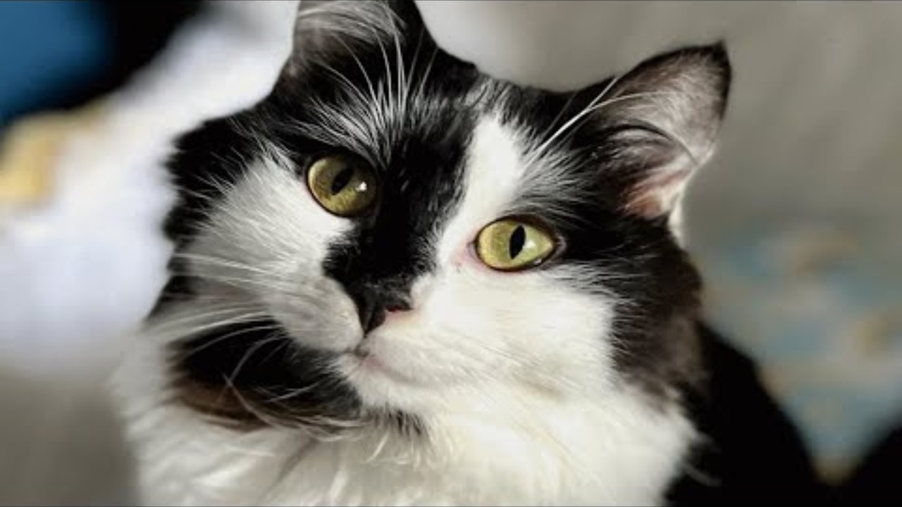 Disabled cat was about to be euthanized  This woman took her home