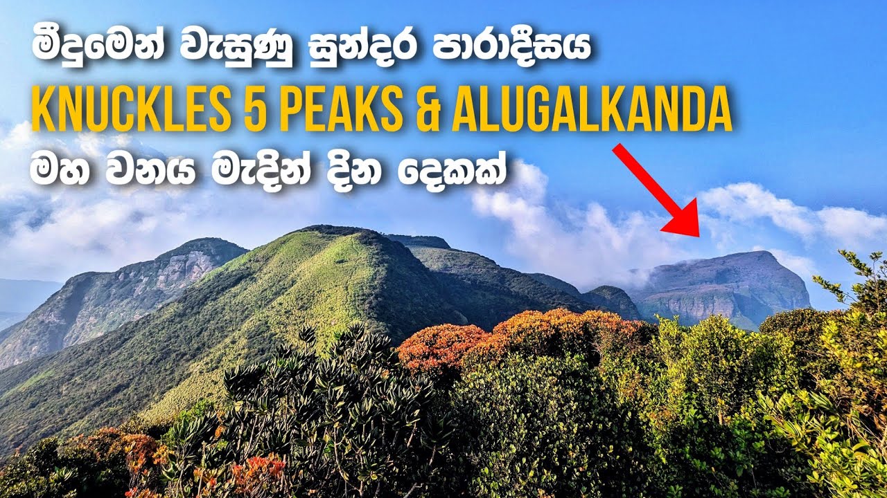 නකල්ස් අලුගල්කන්ද මීදුම් පාරාදීසය සොයා | දුම්බර වන මැද දින දෙකක් | Knuckles 5 Peaks & Alugalkanda