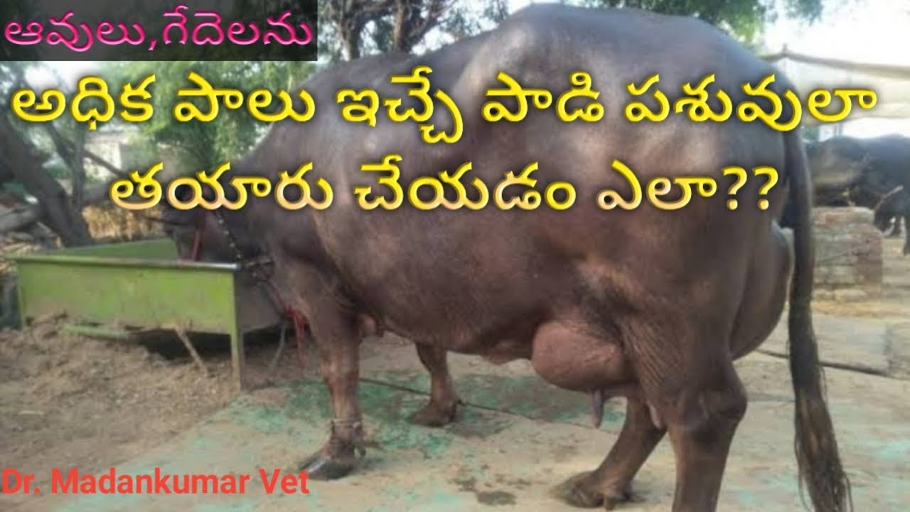 How to Prepare a High Milk Producing Buffalo or Cow  in Telugu | Dr. Madankumar Vet