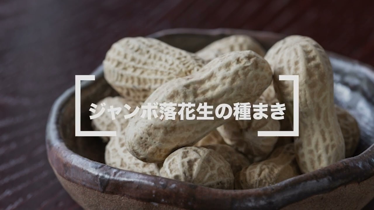 ジャンボ落花生を知ろう/後編