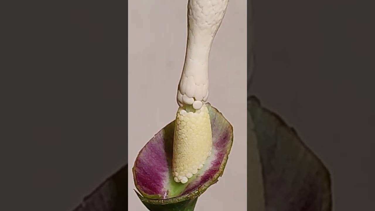 Actual Pollination of Caladium