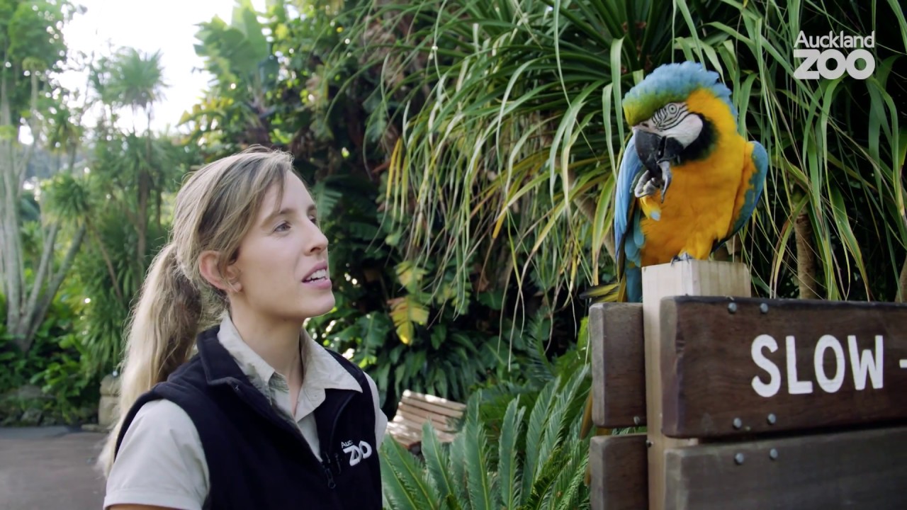 Macaw training session