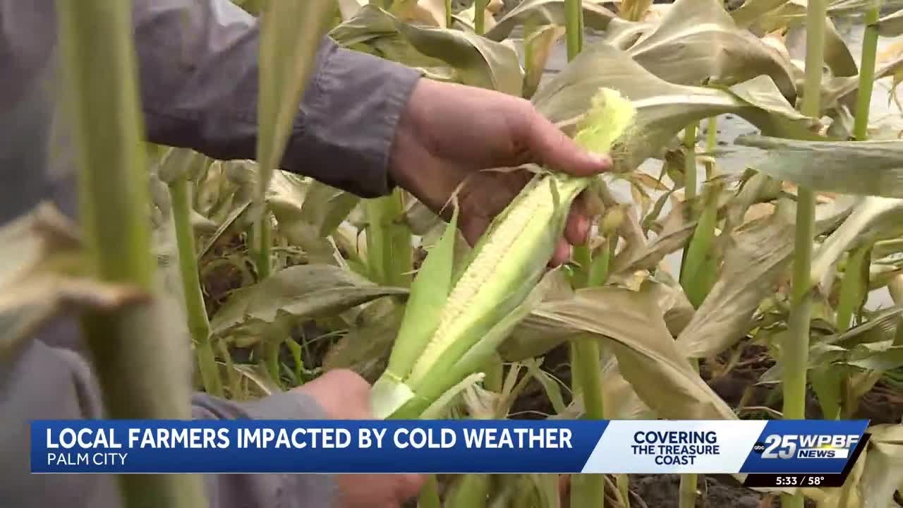 Angela - Farmers impacted by cold WX