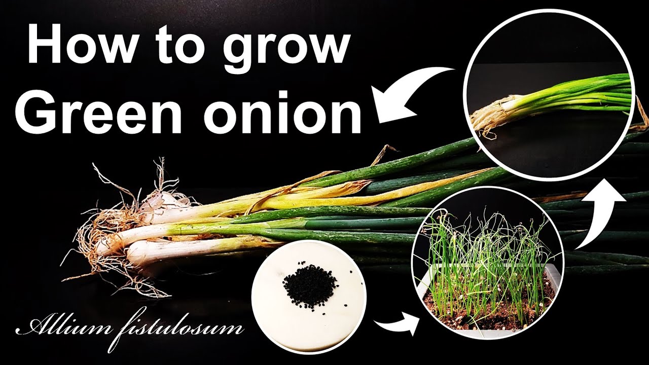 How to grow Green onion｜Spring, Welsh, Bunching onion in Korea｜How to grow #25 Green onion｜Eng Sub