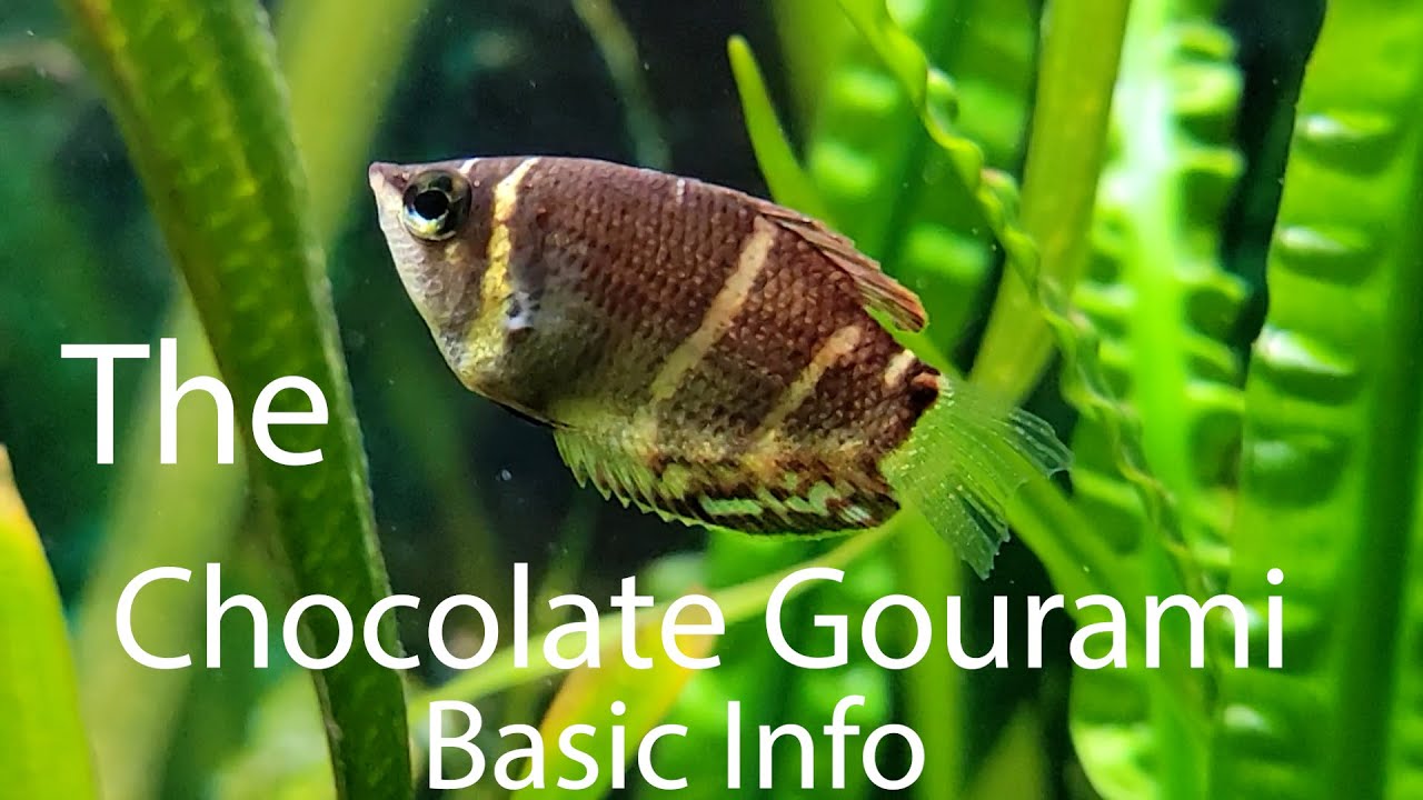 Chocolate Gourami-Basic Info