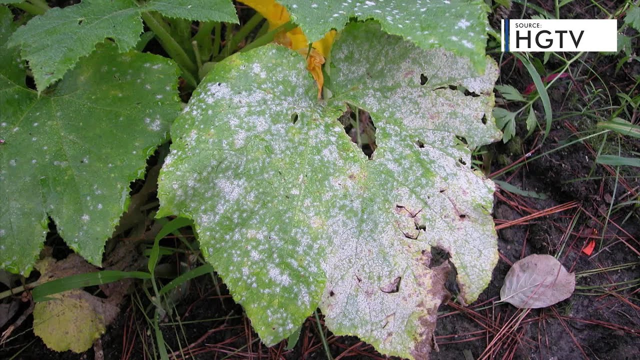 EXPLAINED: How to remove toxic mold