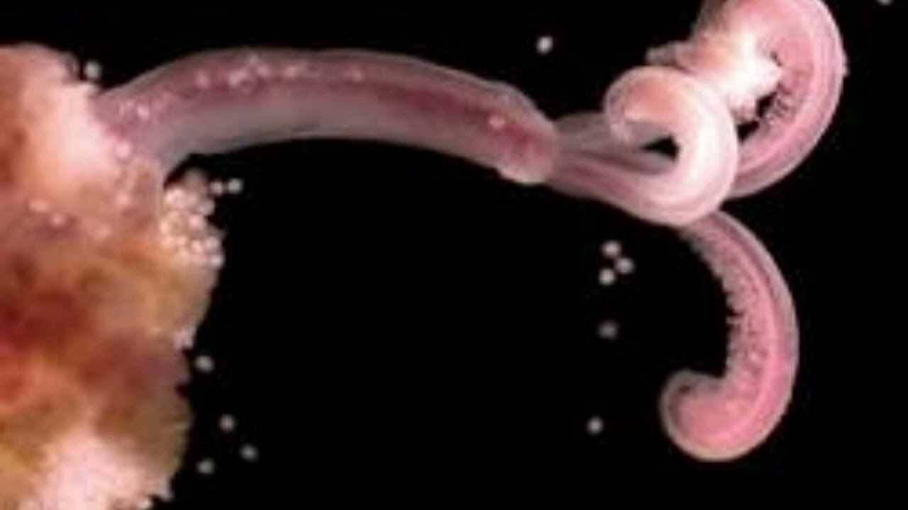 ZOMBIE WORM  - THE BONE EATING WORMS OF THE DEEP