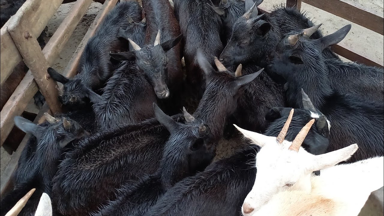 FEIRA DE CAPRINOS E OVINOS EM CAMPINA GRANDE-PB 20-08-2025 CABRAS E OVELHAS 