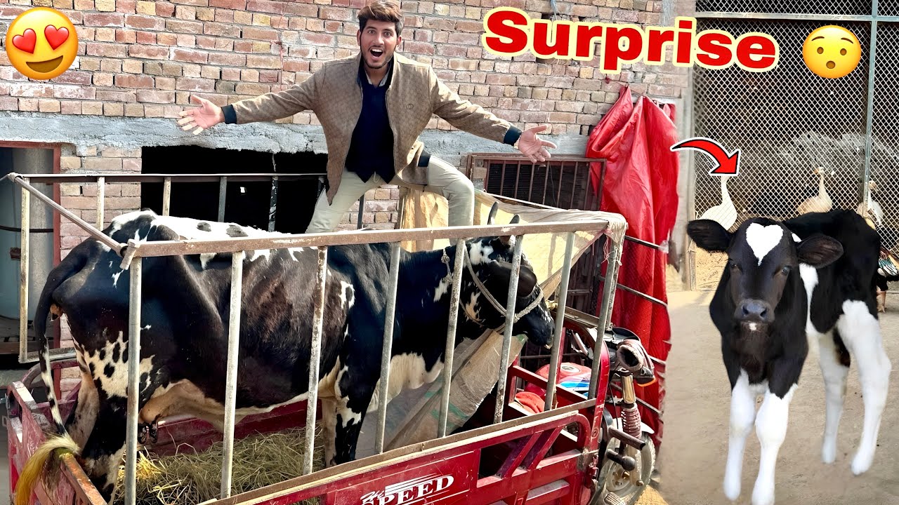 Mini Zoo Main Cow Aa Gai