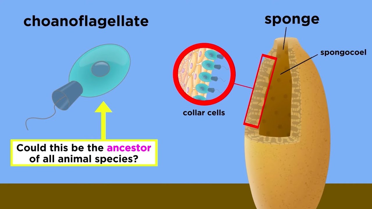 Endosymbiosis, Choanoflagellates, and the Origin of Animal Life