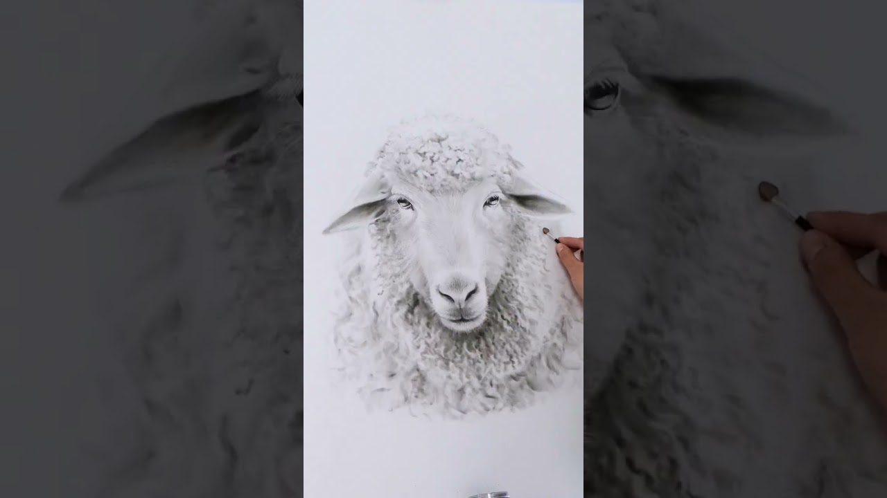 Sheep Graphite Drawing Process ❤️ #shorts #drawingprocess